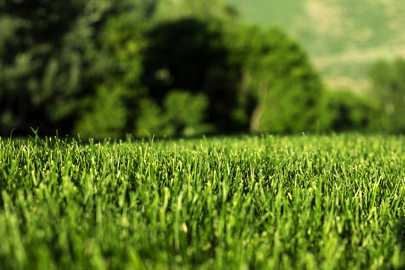 Plastic Synthetic Perfect Grass Plastic Synthetic Perfect Grass