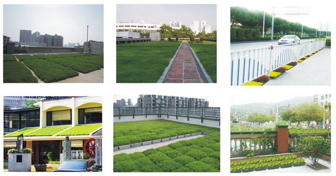 Plastic Plants Container for Sale Plastic Plants Container for Sale