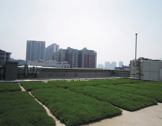 HDPE Plant Container HDPE Plant Container