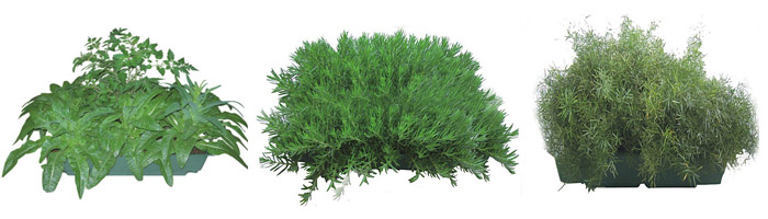 Plastic Plant Container Plastic Plant Container
