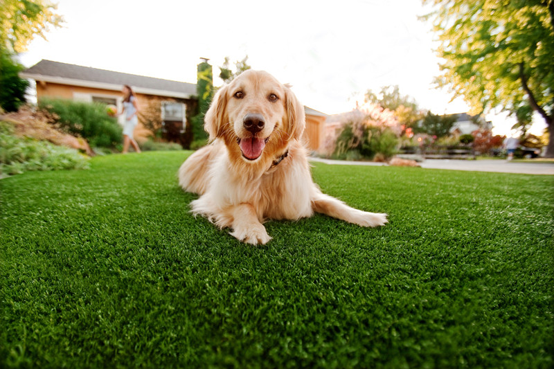 Dogs Grass Lawn Dogs Grass Lawn