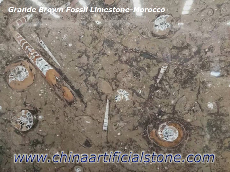 Grande Brown Fossil Limestone Marble Grande Brown Fossil Limestone Marble