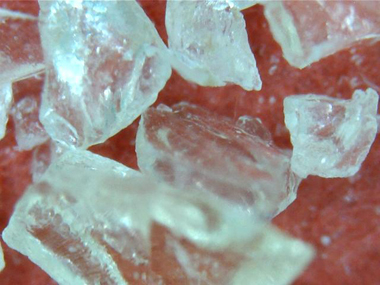 Animal Glue Animal Glue
