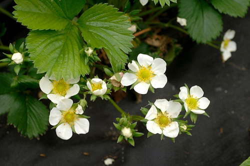 weed mat in strawberry garden