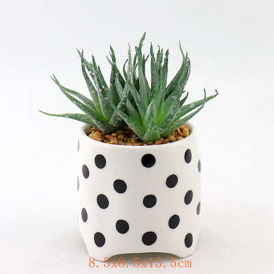 Square Ceramic Planter