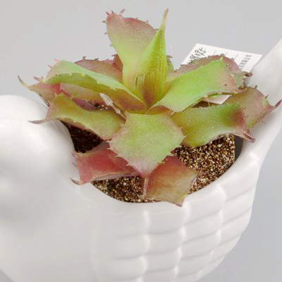 desk plant succulent desk plant succulent