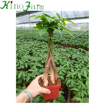 5 Braided Pachira Money Tree Plant