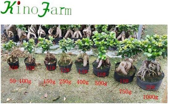 Natural Plant China Ficus Ginseng
