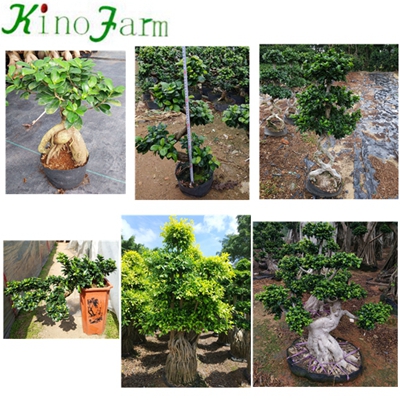 Outdoor Bonsai Bougainvillea Plant