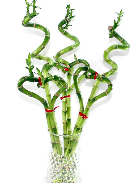 Heart Shape Dracaena Sanderiana Lucky Bamboo 