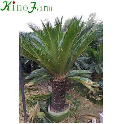 Cycas Revoluta With Leaves With Soil 