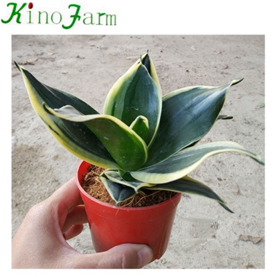 Whosale Lotus Sansevieria Trifasciata Hahnii