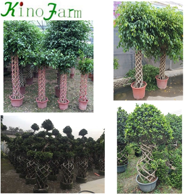 Natural Plant Ficus Cage Ficus Microcarpa Bonsai