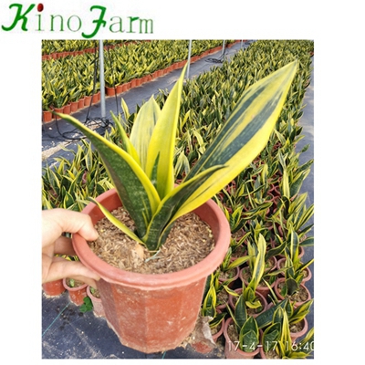 Sansevieria Mother In Law Tongue Plant