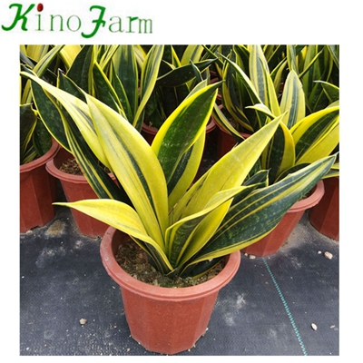 Whosales Golden Sansevieria Snake Plant