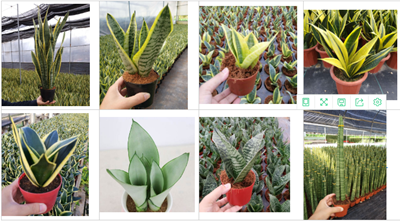 Whosales Golden Sansevieria Snake Plant