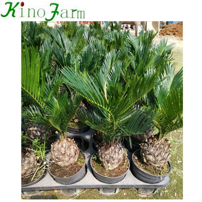 Small Revoluta Cycas Plant