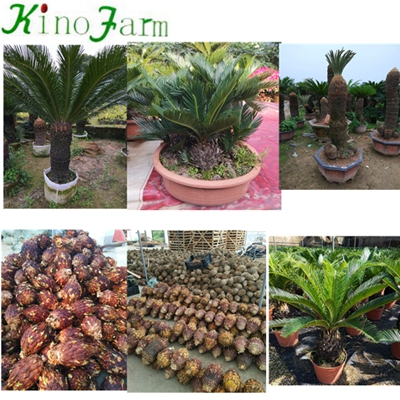 Cycas Revoluta With Leaves With Soil 