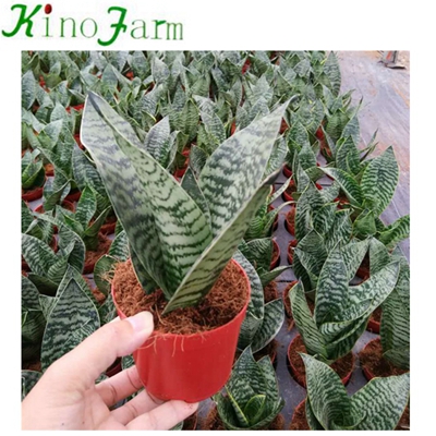 Green Hahnii Sansevieria Perennial Snake Plant