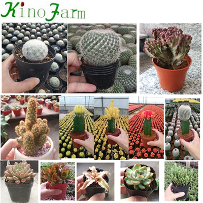 Mini cactus and succulents