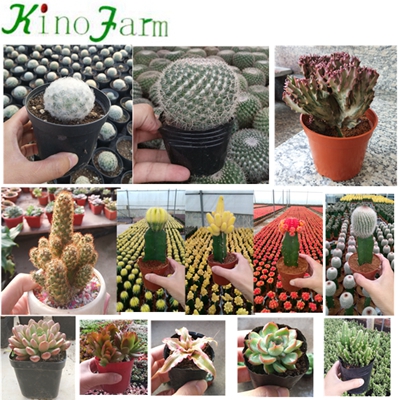 Natural Plant grafted Cactus