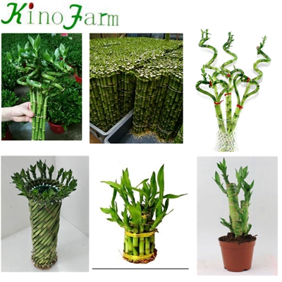 Natural Plant Dracaena Sanderiana Lucky Bamboo