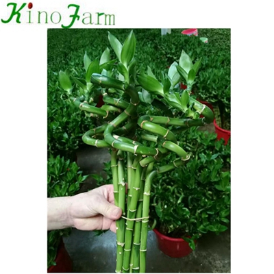 Natural Plant Dracaena Sanderiana Lucky Bamboo