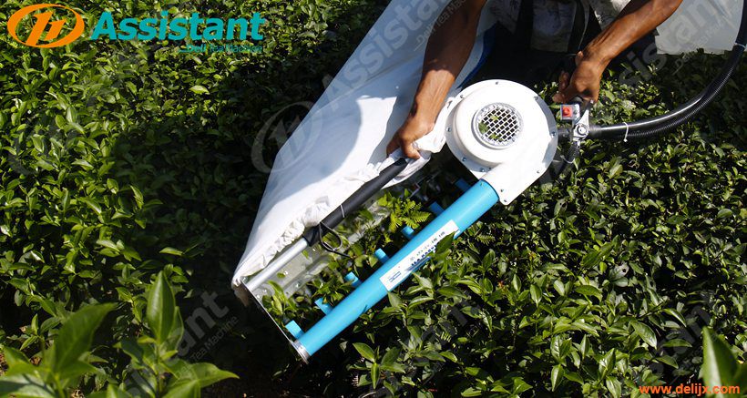 Backpack Type Srilanka Tea Leaf Harvester Plucking Picking Machine China Supplier 4C-S