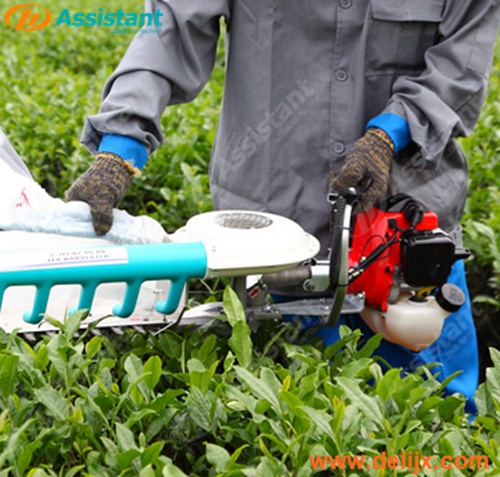 Ochai Kawasaki Type Handheld One-man Tea Leaf Plucking Harvesting Machine 4C-T50A5 Ochai Kawasaki Type Handheld One-man Tea Leaf Plucking Harvesting Machine 4C-T50A5
