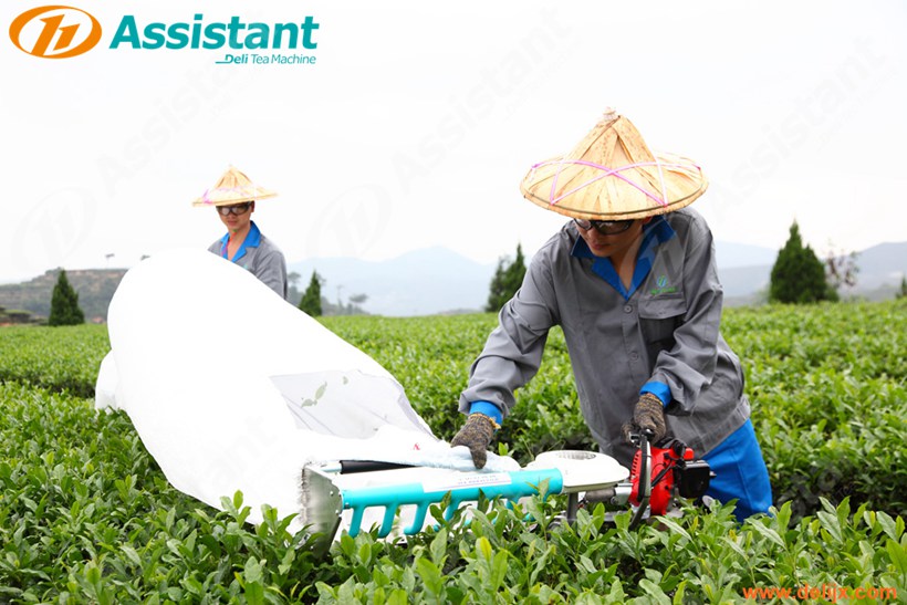 One-man Handheld Tea Leaf Plucking Harvesting Machine 4C-T50A5