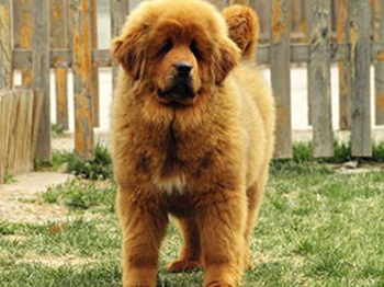 Chinese Tibetan Mastiff