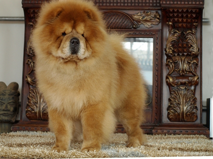 lion head chow chow