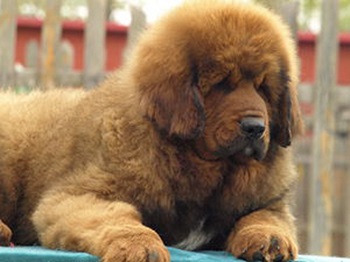 Lion head Tibetan Mastiff