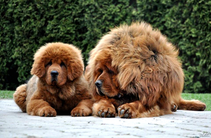 black tan tibetan mastiff 