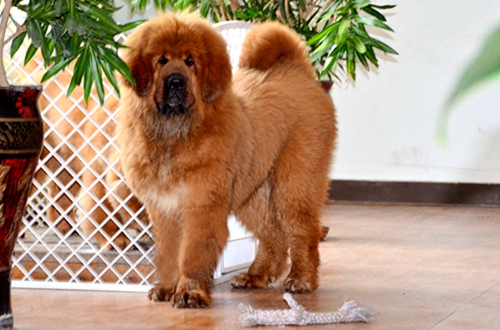 Lion head Tibetan Mastiff