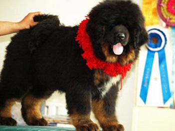 black tan tibetan mastiff 