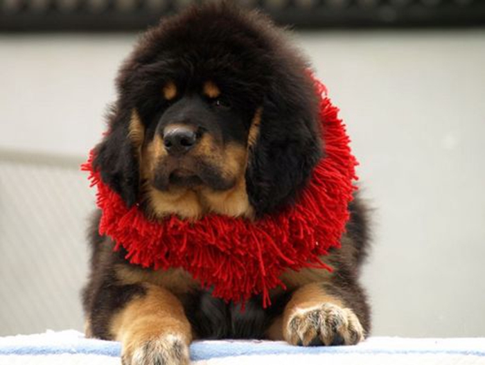 black tan tibetan mastiff