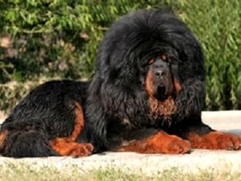 tibetan mastiff puppies