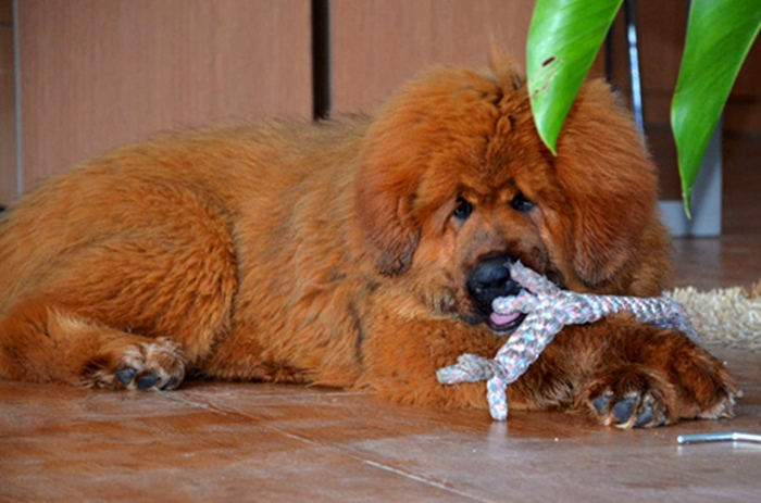 Lion head Tibetan Mastiff