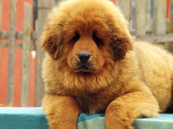 Chinese Tibetan Mastiff