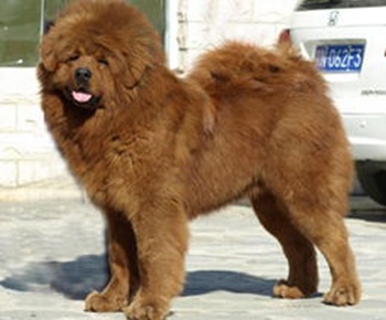 tibetan mastiff