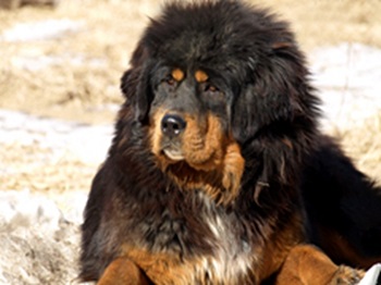 tibetan mastiff