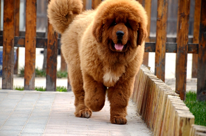 black tan tibetan mastiff 