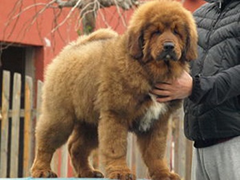 Lion head Tibetan Mastiff