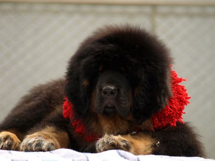 black tibetan mastiff
