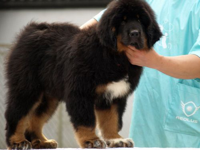 black tibetan mastiff