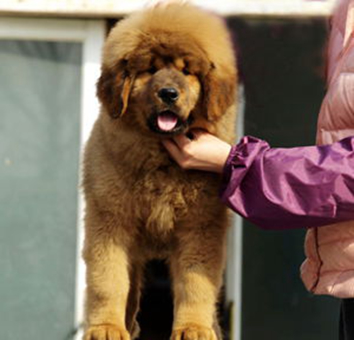 Chinese Tibetan Mastiff