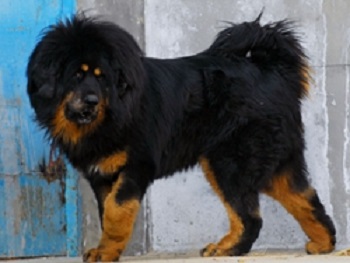 tibetan mastiff puppies