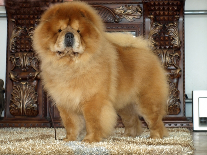 lion head chow chow