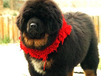 black tan tibetan mastiff 